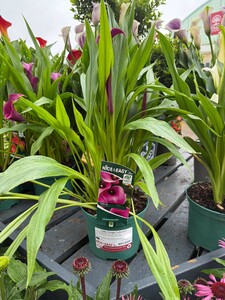 Calla 'Grape Velvet'® - image 2