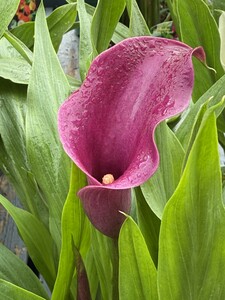 Calla 'Grape Velvet'® - image 1