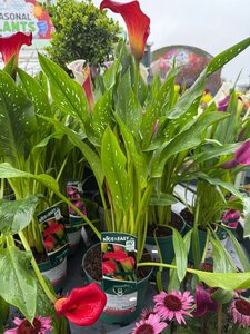 Calla 'Kasai'® - image 2