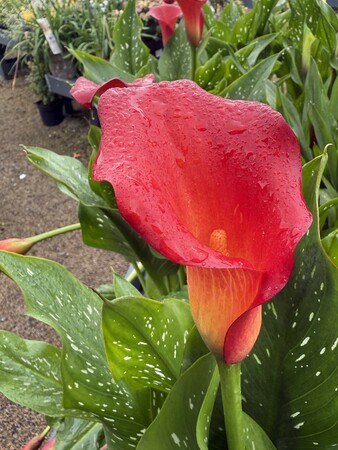 Calla 'Kasai'® - image 1