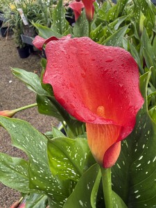 Calla 'Kasai'® - image 1