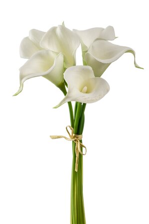 Calla lily bundle x6 35cm white