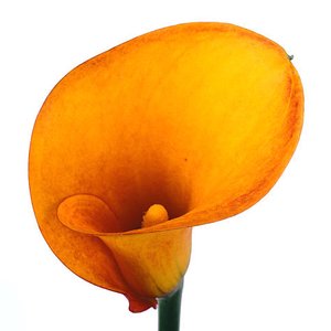 Calla lily stem yellow 70cm