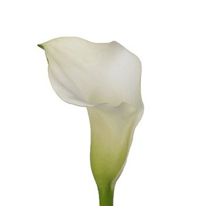 Calla lily white 60cm