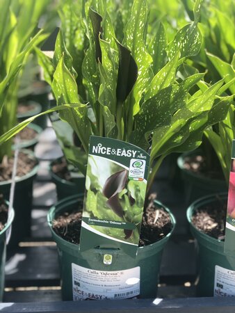 Calla 'Odessa' ®