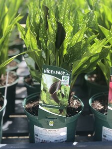 Calla 'Odessa' ®