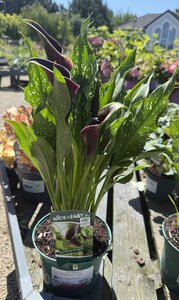 Calla 'Odessa' ®