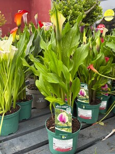 Calla 'Picasso' ® - image 2