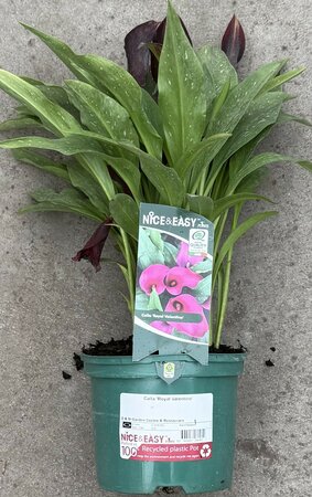 Calla 'Royal Valentine' - image 2