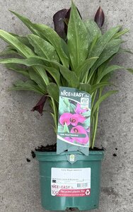 Calla 'Royal Valentine' - image 2