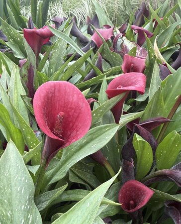 Calla 'Royal Valentine' - image 1