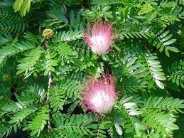Calliandra surinamensis