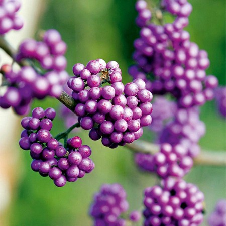 Callicarpa bod. Profusion