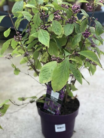 Callicarpa bodinieri profusion