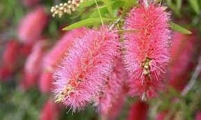 CALLISTEMON citrinus 'Perth Pink' 4L