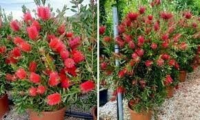 CALLISTEMON laevis 3L