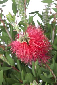 CALLISTEMON laevis     Mini-std   LV9