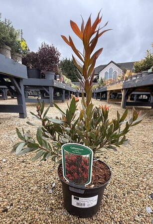 CALLISTEMON RED ROCKET