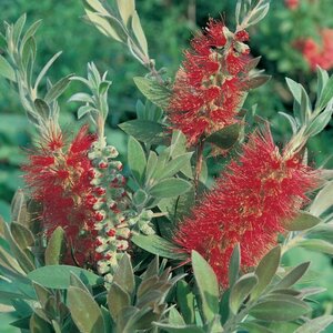 Callistemon viminalis 'Captain Cook'