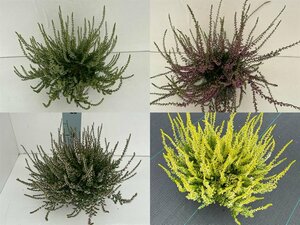 Calluna mix
