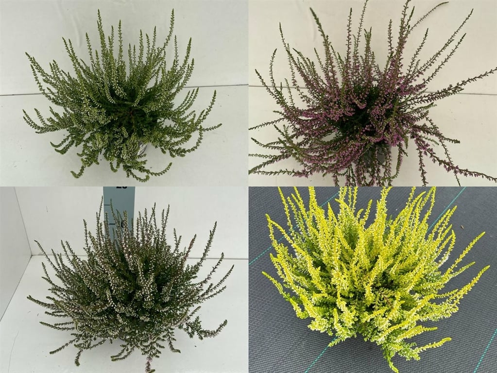 Calluna mix - D and M Garden Centre