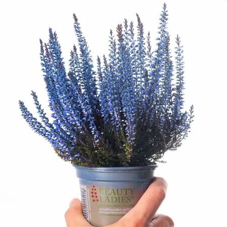 Calluna spray painted - blue