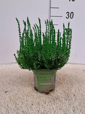 Calluna spray painted - green