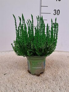 Calluna spray painted - green