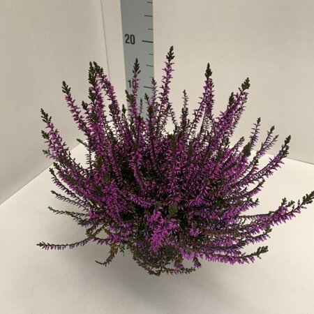 Calluna spray painted - lilac