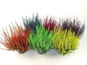 Calluna spray painted - mix  P12