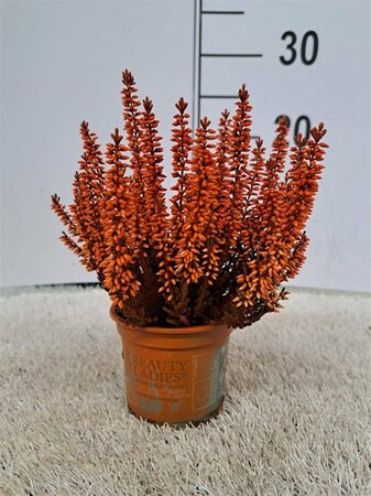 Calluna spray painted - orange
