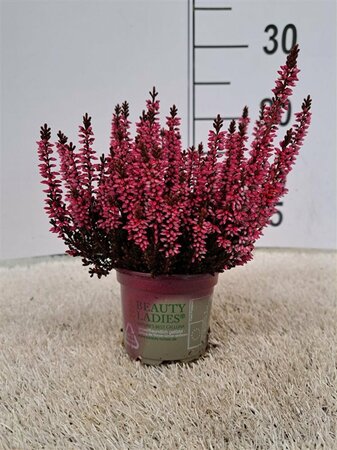 Calluna spray painted - red