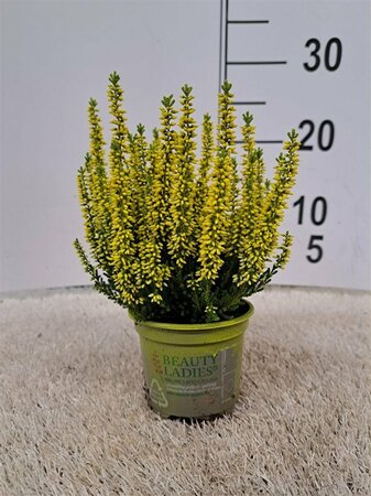 Calluna spray painted - yellow