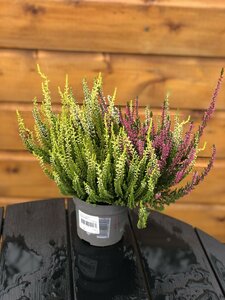 Calluna v.b.lad.tricolor