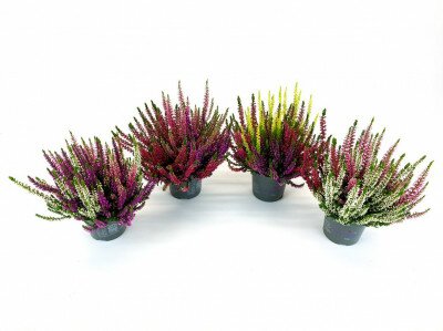 Calluna  v.b.lad.trio starligh