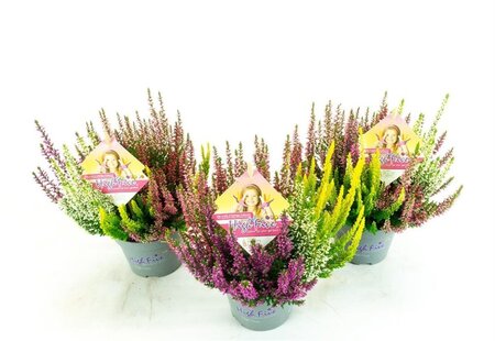 Calluna v. 'B.Ladies'® High Five' P11
