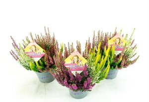 Calluna v. 'B.Ladies'® High Five' P11