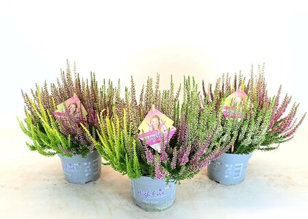 Calluna v. 'B.Ladies'® High Five' P13