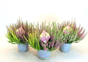 Calluna v. 'B.Ladies'® High Five' P13