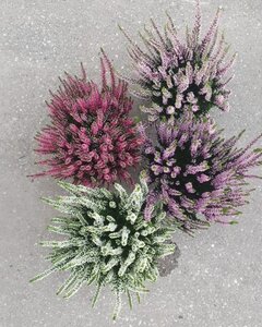 Calluna v. 'Beauty Ladies'® mix