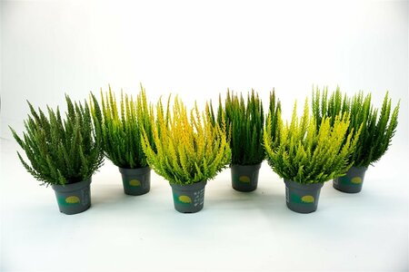 Calluna v. 'Beauty Ladies'® Skyline