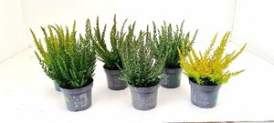Calluna v. 'Beauty Ladies'® Skyline P9