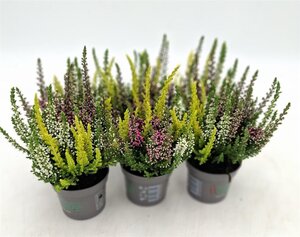 Calluna v. 'Beauty Ladies'® trio P7