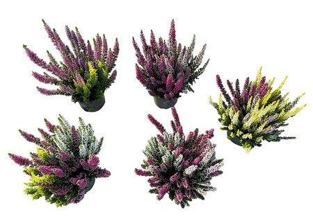 Calluna v. 'Beauty Ladies'® trio P9