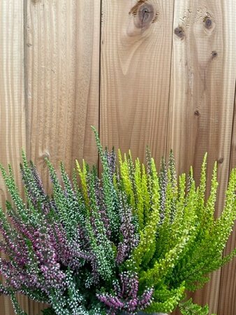 Calluna v. 'Beauty Ladies'® trio