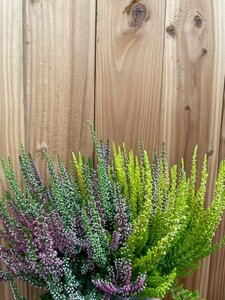 Calluna v. 'Beauty Ladies'® trio