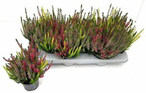 Calluna v. 'Beauty Ladies'® trio