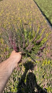 Calluna v. 'Beauty Ladies'® trio P11