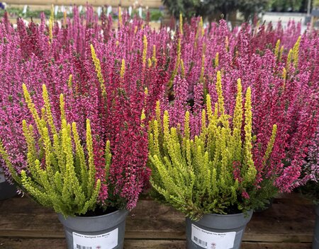 Calluna v. 'Starlight® Trio Melody'  P13
