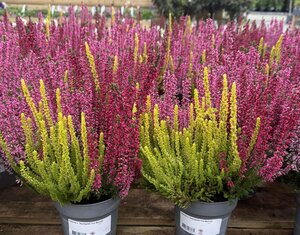 Calluna v. 'Starlight® Trio Melody'  P13